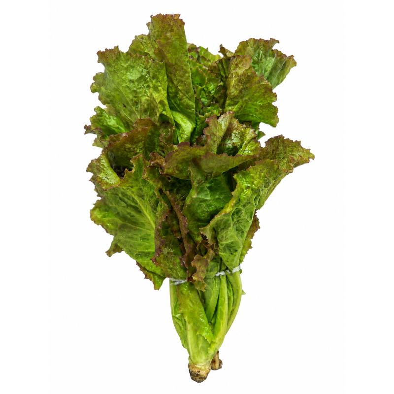 Salade batavia rouge JO