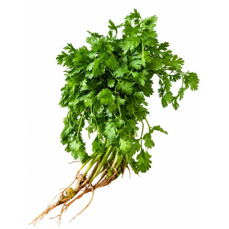 Herbes coriandre JO