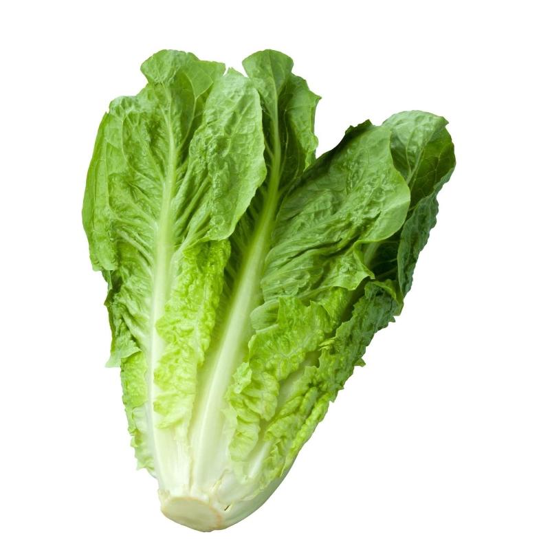 Salade romaine JO