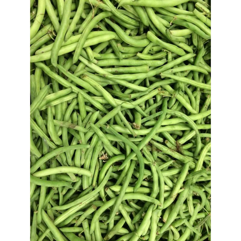Haricot vert B