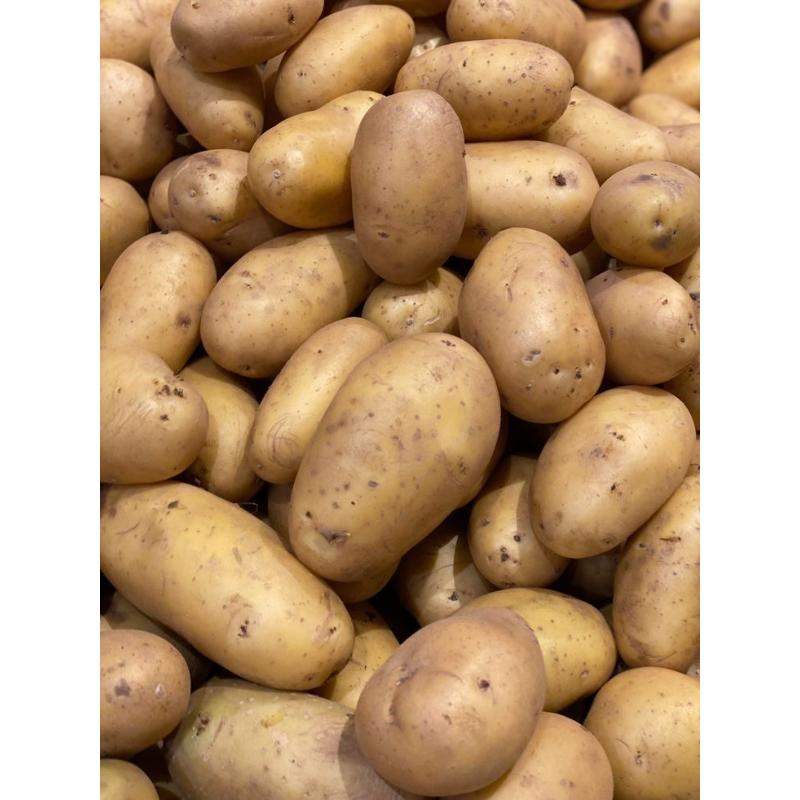 Pomme de terre B