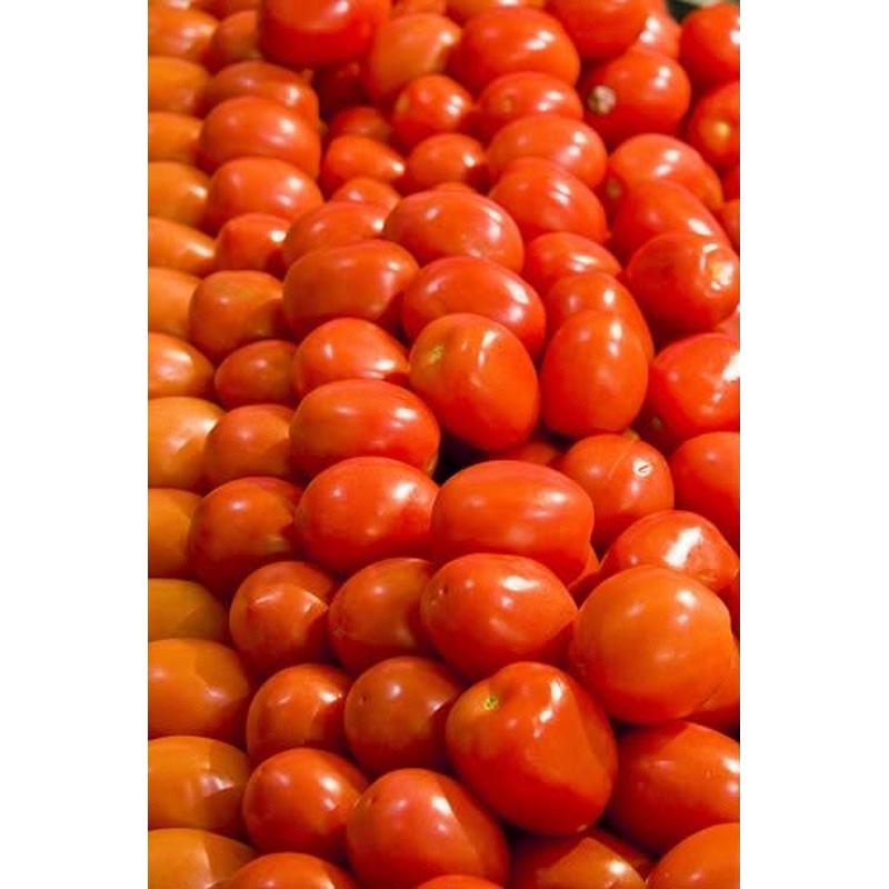 Tomate B