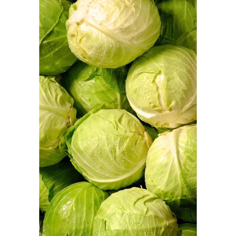 Le choux blanc B