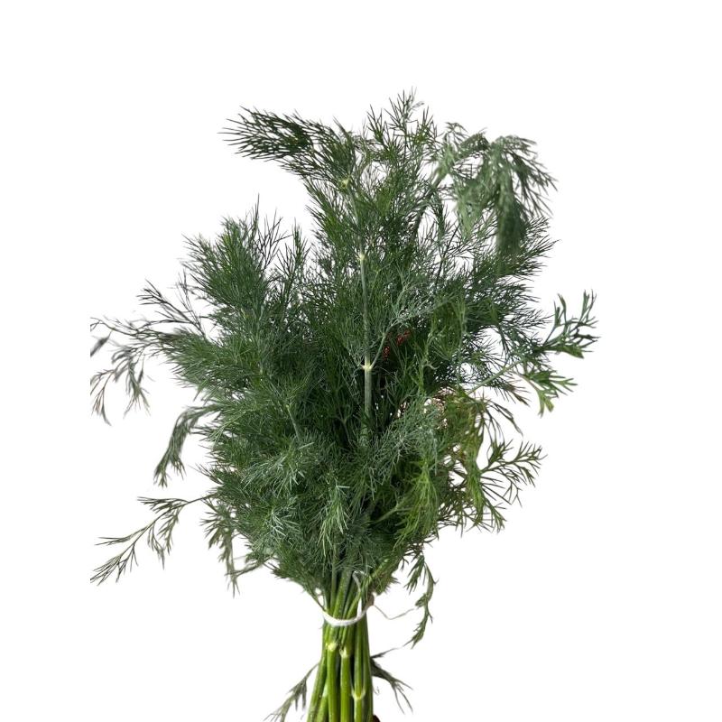 Herbes aneth JO