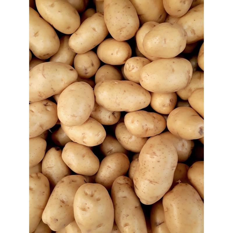 Pomme de terre moyenne H