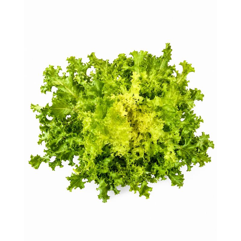 Salade frisée JO